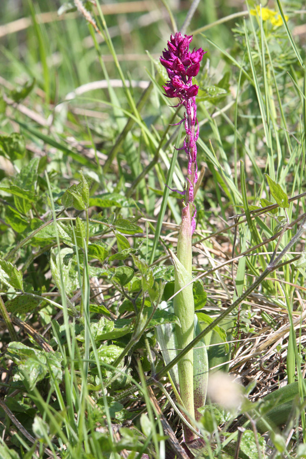 Pensavo fosse un''orchidea...invece?